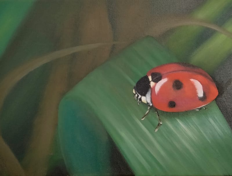 Lady Bug